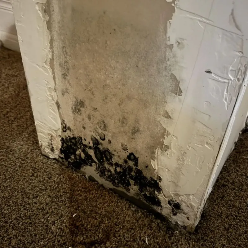 Professional Mold Removal in Reidsville, NC